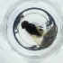 (Botanophila dissecta - IMSP_029_F2)  @11 [ ] by  Genome Research Ltd as Wellcome Sanger Institute Genome Research Limited operating as Wellcome Sanger Institute