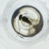  ( - IMSP_033_C7)  @11 [ ] by  Genome Research Ltd as Wellcome Sanger Institute Genome Research Limited operating as Wellcome Sanger Institute