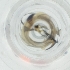 ( - IMSP_033_G10)  @11 [ ] by  Genome Research Ltd as Wellcome Sanger Institute Genome Research Limited operating as Wellcome Sanger Institute