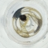  ( - IMSP_033_G6)  @11 [ ] by  Genome Research Ltd as Wellcome Sanger Institute Genome Research Limited operating as Wellcome Sanger Institute