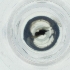  ( - IMSP_034_D7)  @11 [ ] by  Genome Research Ltd as Wellcome Sanger Institute Genome Research Limited operating as Wellcome Sanger Institute