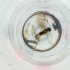 ( - IMSP_034_G11)  @11 [ ] by  Genome Research Ltd as Wellcome Sanger Institute Genome Research Limited operating as Wellcome Sanger Institute