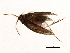  (Orthotrichia CJG sp. IN3 - 04INCAD-153)  @13 [ ] CreativeCommons - Attribution (2010) Unspecified Centre for Biodiversity Genomics