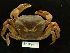  ( - INDOBIOSYS-CCDB30301-B12)  @11 [ ] CreativeCommons - Attribution Non-Commercial Share-Alike (2016) SNSB, Staatliche Naturwissenschaftliche Sammlungen Bayerns ZSM (SNSB, Zoologische Staatssammlung Muenchen)