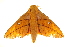 (Adeloneivaia orientoandensis - BC-INCT0493)  @15 [ ] CreativeCommons - Attribution (2010) CBG Photography Group Centre for Biodiversity Genomics