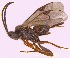  ( - AG811)  @12 [ ] CreativeCommons - Attribution Non-Commercial Share-Alike (2012) Ankita Gupta National Bureau of Agriculturally Important Insects, Bangalore, India