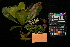  (Terminalia crassipes - jb855)  @11 [ ] Copyright (c) (2020) Jedediah Brodie University of Montana