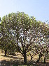  ( - KMS-0200)  @11 [ ] CreativeCommons - Attribution Non-Commercial Share-Alike (2012) Mamadi Theresa Sethusa University of Johannesburg