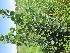 (Populus nigra - PPRI-0170)  @11 [ ] CreativeCommons - Attribution Non-Commercial Share-Alike (2012) Mamadi Theresa Sethusa University of Johannesburg