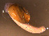  (Helicarion perfragilis - INDOBIOSYS-CCDB30317-A03)  @11 [ ] CreativeCommons - Attribution Non-Commercial Share-Alike (2016) SNSB, Staatliche Naturwissenschaftliche Sammlungen Bayerns ZSM (SNSB, Zoologische Staatssammlung Muenchen)