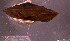  (Trochomorpha planorbis - INDOBIOSYS-CCDB30317-A06)  @11 [ ] CreativeCommons - Attribution Non-Commercial Share-Alike (2016) SNSB, Staatliche Naturwissenschaftliche Sammlungen Bayerns ZSM (SNSB, Zoologische Staatssammlung Muenchen)