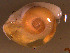  ( - INDOBIOSYS-CCDB30317-A10)  @11 [ ] CreativeCommons - Attribution Non-Commercial Share-Alike (2016) SNSB, Staatliche Naturwissenschaftliche Sammlungen Bayerns ZSM (SNSB, Zoologische Staatssammlung Muenchen)