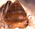  (Kaliella - INDOBIOSYS-CCDB30317-A11)  @11 [ ] CreativeCommons - Attribution Non-Commercial Share-Alike (2016) SNSB, Staatliche Naturwissenschaftliche Sammlungen Bayerns ZSM (SNSB, Zoologische Staatssammlung Muenchen)