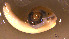  ( - INDOBIOSYS-CCDB30317-B03)  @11 [ ] CreativeCommons - Attribution Non-Commercial Share-Alike (2016) SNSB, Staatliche Naturwissenschaftliche Sammlungen Bayerns ZSM (SNSB, Zoologische Staatssammlung Muenchen)