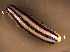  (Meghimatium striatum - INDOBIOSYS-CCDB30317-C05)  @11 [ ] CreativeCommons - Attribution Non-Commercial Share-Alike (2016) SNSB, Staatliche Naturwissenschaftliche Sammlungen Bayerns ZSM (SNSB, Zoologische Staatssammlung Muenchen)