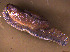  ( - INDOBIOSYS-CCDB30317-C07)  @11 [ ] CreativeCommons - Attribution Non-Commercial Share-Alike (2016) SNSB, Staatliche Naturwissenschaftliche Sammlungen Bayerns ZSM (SNSB, Zoologische Staatssammlung Muenchen)