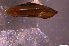  ( - INDOBIOSYS-CCDB30317-E03)  @11 [ ] CreativeCommons - Attribution Non-Commercial Share-Alike (2016) SNSB, Staatliche Naturwissenschaftliche Sammlungen Bayerns ZSM (SNSB, Zoologische Staatssammlung Muenchen)