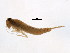  ( - 08INHSE-0051)  @11 [ ] CreativeCommons - Attribution (2008) Unspecified Centre for Biodiversity Genomics