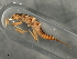  (Diploperla duplicata - 08INHSP-424)  @11 [ ] CreativeCommons - Attribution (2009) Unspecified Centre for Biodiversity Genomics