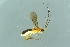  (Aleiodes opus - INDOBIOSYS-CCDB26089-A09)  @13 [ ] Unspecified (default): All Rights Reserved  Unspecified Unspecified