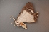  ( - INDOBIOSYS-CCDB25183-B11)  @12 [ ] Unspecified (default): All Rights Reserved  Unspecified Unspecified