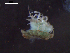  (Sutilizonidae - I15_Ma_45)  @11 [ ] c (2015) Terue Kihara DZMB Senckenberg am Meer