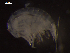  ( - I18_Ma_242)  @11 [ ] c (2018) Terue Kihara DZMB Senckenberg am Meer