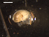  ( - I18_Ma_272)  @11 [ ] c (2018) Terue Kihara DZMB Senckenberg am Meer