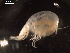  (Parandania sp - I18_Ma_39)  @11 [ ] c (2018) Terue Kihara DZMB Senckenberg am Meer