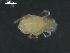  (Bathyhalacarus indexi - I19_Ma_152)  @11 [ ] c (2019) Terue Kihara DZMB Senckenberg am Meer