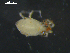  ( - I19_Ma_154)  @11 [ ] c (2019) Terue Kihara DZMB Senckenberg am Meer