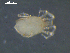  ( - I19_Ma_173)  @11 [ ] c (2019) Terue Kihara DZMB Senckenberg am Meer