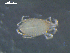  ( - I19_Ma_174)  @11 [ ] c (2019) Terue Kihara DZMB Senckenberg am Meer