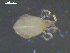  ( - I19_Ma_175)  @11 [ ] c (2019) Terue Kihara DZMB Senckenberg am Meer