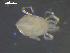  ( - I19_Ma_176)  @11 [ ] c (2019) Terue Kihara DZMB Senckenberg am Meer