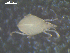  ( - I19_Ma_177)  @11 [ ] c (2019) Terue Kihara DZMB Senckenberg am Meer