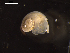  ( - I19_Ma_71)  @11 [ ] c (2019) Terue Kihara DZMB Senckenberg am Meer