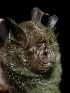  (Rhinolophus cf. acuminatus - INDOBIOSYS-CCDB25343-C08)  @11 [ ] CreativeCommons - Attribution Non-Commercial Share-Alike (2016) SNSB, Staatliche Naturwissenschaftliche Sammlungen Bayerns ZSM (SNSB, Zoologische Staatssammlung Muenchen)