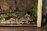  (Rattus exulans - INDOBIOSYS-CCDB25346-G04)  @11 [ ] CreativeCommons - Attribution Non-Commercial Share-Alike (2016) SNSB, Staatliche Naturwissenschaftliche Sammlungen Bayerns ZSM (SNSB, Zoologische Staatssammlung Muenchen)