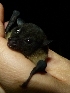  ( - INDOBIOSYS-CCDB25346-H06)  @11 [ ] CreativeCommons - Attribution Non-Commercial Share-Alike (2016) SNSB, Staatliche Naturwissenschaftliche Sammlungen Bayerns ZSM (SNSB, Zoologische Staatssammlung Muenchen)