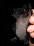  ( - INDOBIOSYS-CCDB25346-H09)  @11 [ ] CreativeCommons - Attribution Non-Commercial Share-Alike (2016) SNSB, Staatliche Naturwissenschaftliche Sammlungen Bayerns ZSM (SNSB, Zoologische Staatssammlung Muenchen)