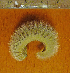  ( - I13_390)  @11 [ ] Copyright © (2025) Terue Cristina Kihara German Center for Marine Biodiversity Research