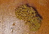  (unclassified Hydroidolina - I13_392)  @11 [ ] Copyright © (2025) Terue Cristina Kihara German Center for Marine Biodiversity Research