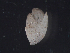  (unclassified Verrucidae - I15_205)  @11 [ ] Copyright © (2025) Terue Cristina Kihara German Center for Marine Biodiversity Research