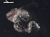  (unclassified Ampharetidae - I15_206)  @11 [ ] Copyright © (2025) Terue Cristina Kihara German Center for Marine Biodiversity Research