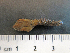  ( - I15_231)  @11 [ ] Copyright © (2025) Terue Cristina Kihara German Center for Marine Biodiversity Research