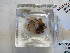  (Maractis - I16_160)  @11 [ ] Copyright © (2025) Terue Cristina Kihara German Center for Marine Biodiversity Research