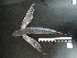  ( - I16_321)  @11 [ ] Copyright © (2025) Terue Cristina Kihara German Center for Marine Biodiversity Research