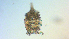  (Dirivultidae - I18_Ma_386)  @11 [ ] Copyright (2025) Levin Wieschermann Senckenberg am Meer Wilhelmshaven, Department German Centre for Marine Biodiversity Research