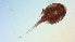  ( - I18_Ma_387)  @11 [ ] Copyright (2025) Levin Wieschermann Senckenberg am Meer Wilhelmshaven, Department German Centre for Marine Biodiversity Research
